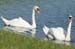 OH_Swans_9916